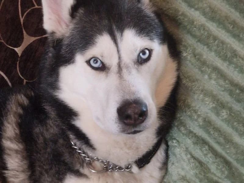 James, male 6yo Husky for adoption at Dogs Trust Bridgend, Mid Glamorgan