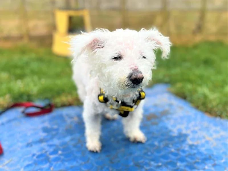 Alaska, female senior Bichon Frisé for adoption at Dogs Trust Bridgend, Mid Glamorgan