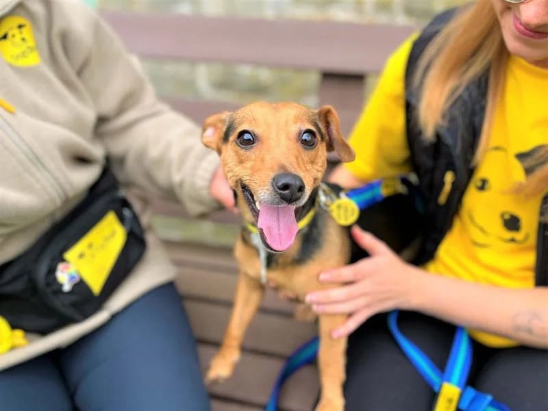 Tilly, female 3yo Jack Russell Terrier for adoption at Dogs Trust Bridgend, Mid Glamorgan