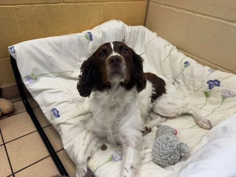Cassie, female 6yo mixed breed for adoption at Dogs Trust Bridgend, Mid Glamorgan