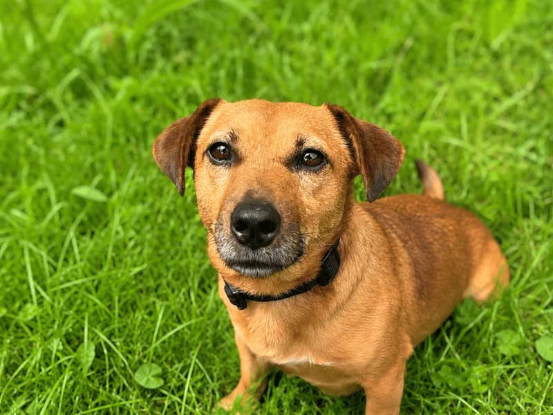 Max, male 4yo Jack Russell Terrier for adoption at Dogs Trust Bridgend, Mid Glamorgan