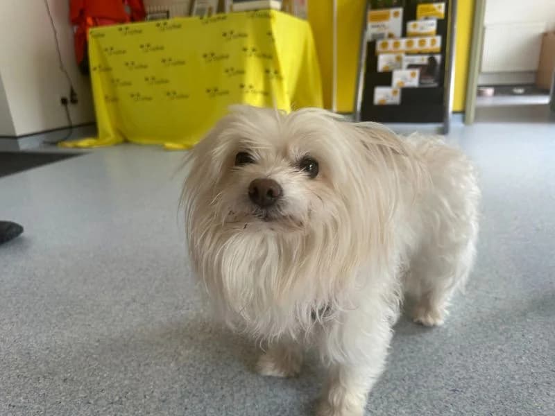 Harry, male 5yo Bichon Frisé for adoption at Dogs Trust Bridgend, Mid Glamorgan