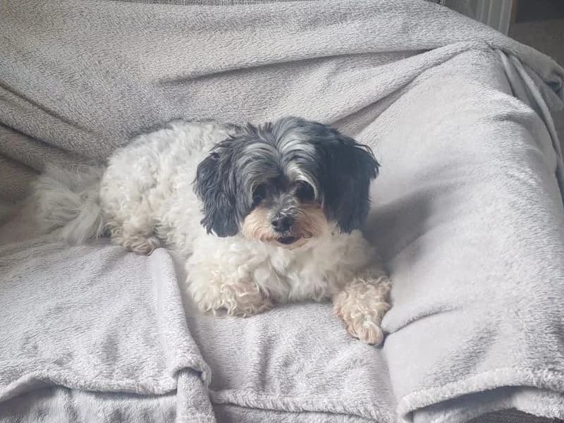 Pippa, female senior Bichon Frisé for adoption at Dogs Trust Bridgend, Mid Glamorgan