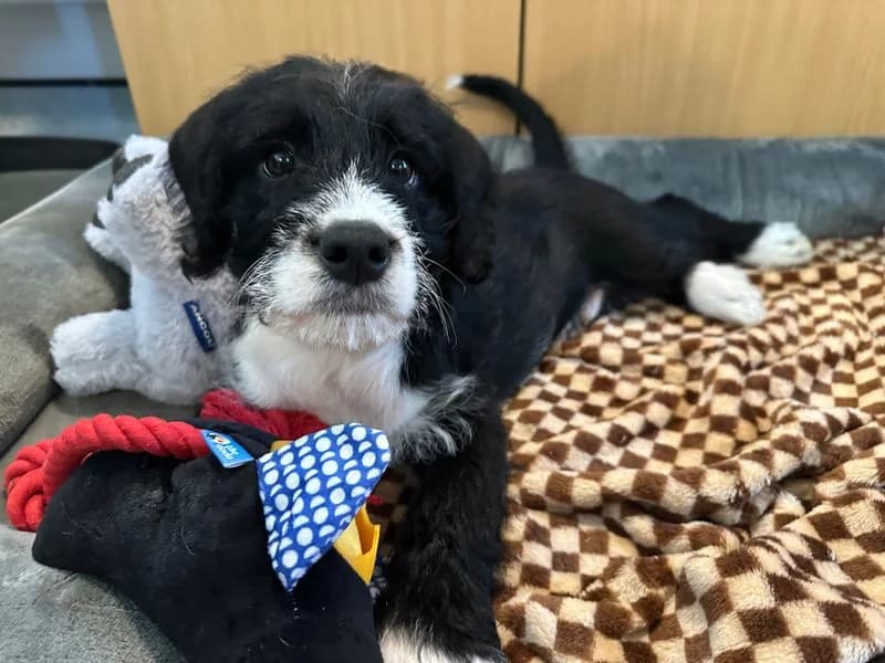Charlie, male puppy Poodle for adoption at Dogs Trust Bridgend, Mid Glamorgan