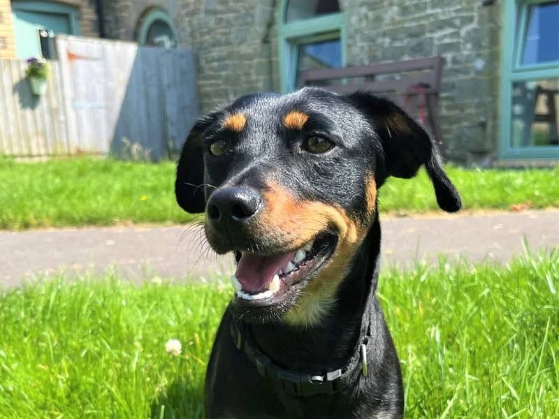Poppy, female young Cocker Spaniel for adoption at Dogs Trust Bridgend, Mid Glamorgan