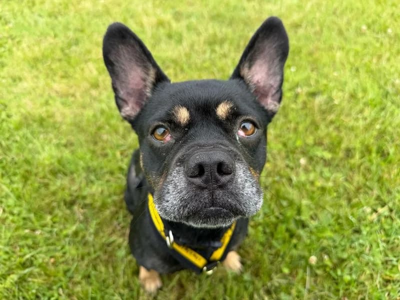 Jess, female 4yo English Bulldog for adoption at Dogs Trust Bridgend, Mid Glamorgan
