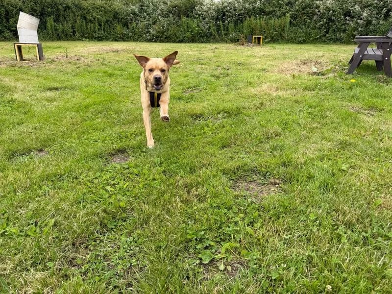 Marley, male 3yo Labrador Retriever for adoption at Dogs Trust Bridgend, Mid Glamorgan