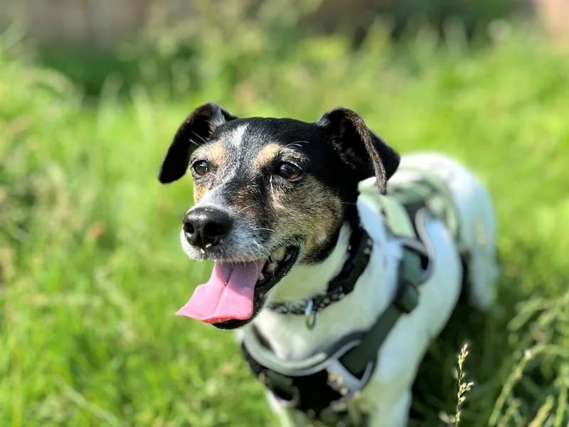 Moose, female senior Jack Russell Terrier for adoption at Dogs Trust Bridgend, Mid Glamorgan