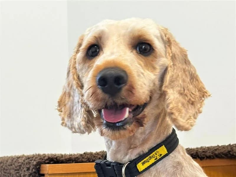 Ted, male 3yo Mixed Breed for adoption at Dogs Trust Bridgend, Mid Glamorgan