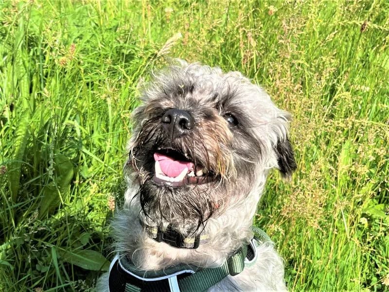 Albie, male young Poodle for adoption at Dogs Trust Bridgend, Mid Glamorgan