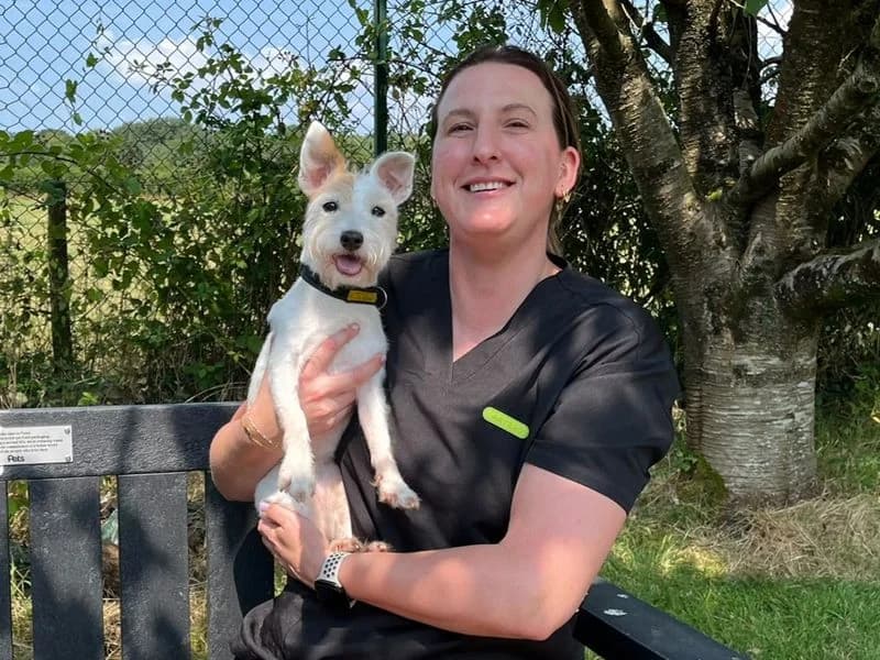 Lily, female senior Jack Russell Terrier for adoption at Dogs Trust Bridgend, Mid Glamorgan