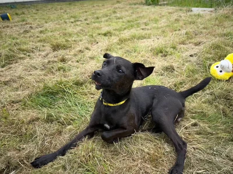Vicky, female senior mixed breed for adoption at Dogs Trust Bridgend, Mid Glamorgan
