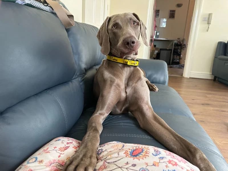 Zinc, male young Weimaraner for adoption at Dogs Trust Bridgend, Mid Glamorgan