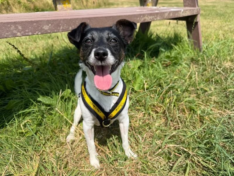Millie, female 3yo Jack Russell Terrier for adoption at Dogs Trust Bridgend, Mid Glamorgan