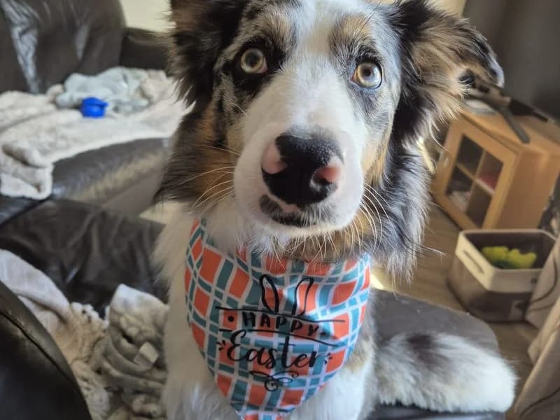 Charlie, male 4yo Australian Shepherd for adoption at Dogs Trust Bridgend, Mid Glamorgan