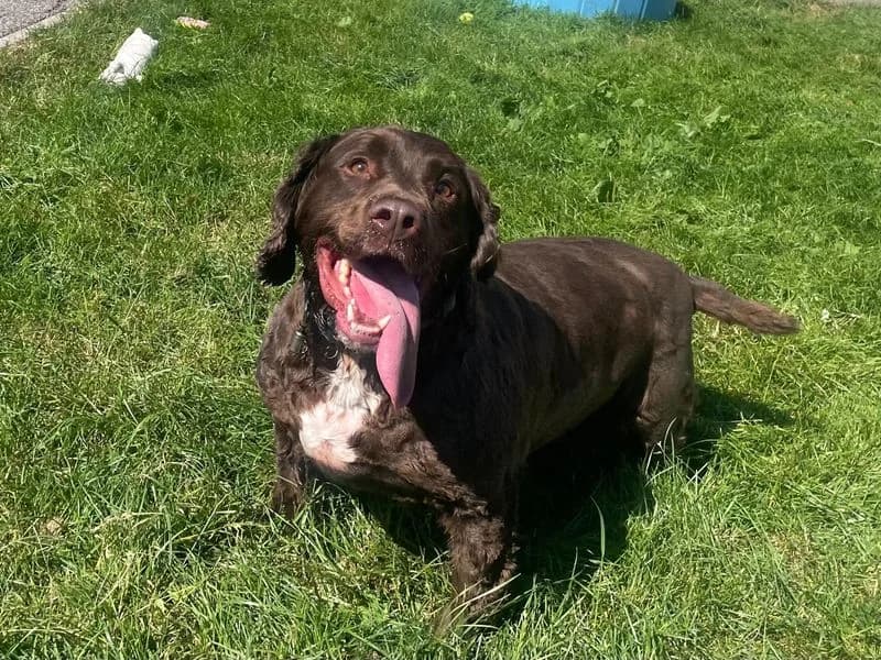 Alfie, male 5yo Cocker Spaniel for adoption at Dogs Trust Bridgend, Mid Glamorgan
