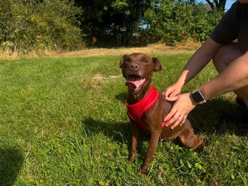 Bailey, female 4yo mixed breed for adoption at Dogs Trust Bridgend, Mid Glamorgan