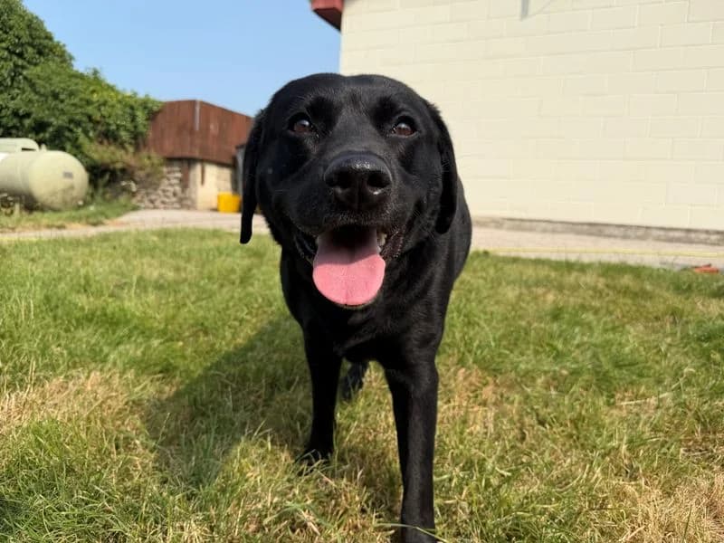 Pepper, female 6yo Labrador Retriever for adoption at Dogs Trust Bridgend, Mid Glamorgan