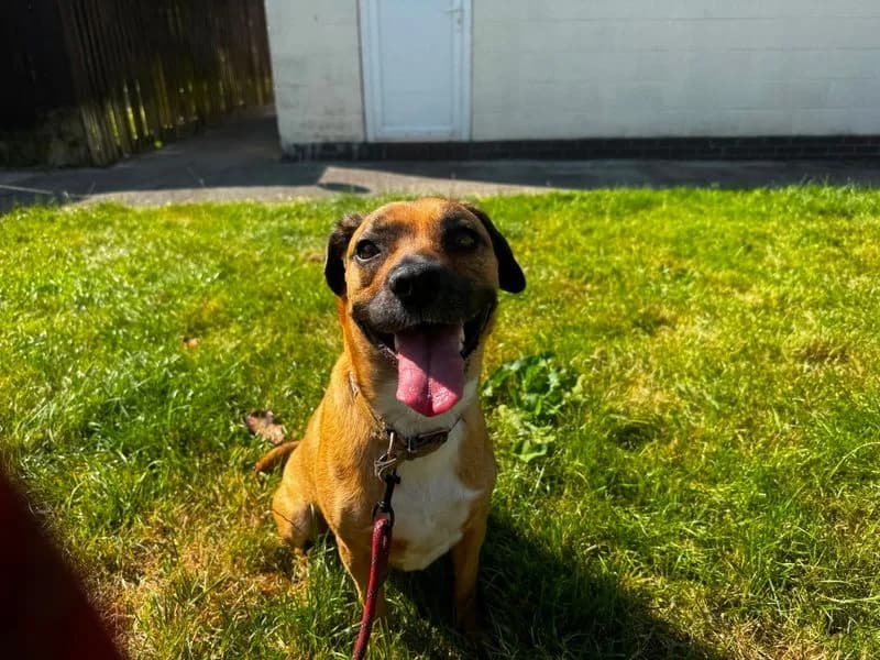 Chi Chi, female young Staffordshire Bull Terrier for adoption at Dogs Trust Bridgend, Mid Glamorgan