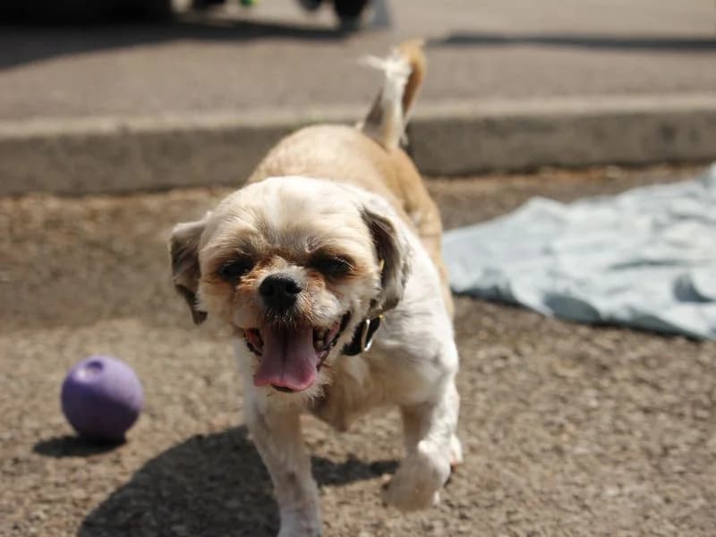 Bonnie, female senior Shih Tzu for adoption at Dogs Trust Bridgend, Mid Glamorgan