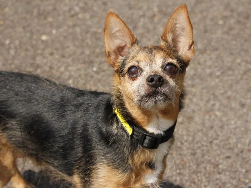 Alf, male senior Chihuahua for adoption at Dogs Trust Bridgend, Mid Glamorgan
