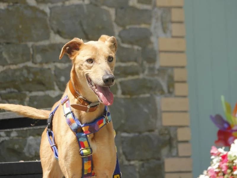 Freddie, male 4yo Lurcher for adoption at Dogs Trust Bridgend, Mid Glamorgan