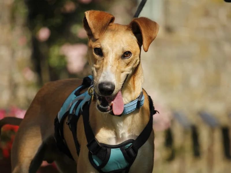 Smartie, male young Lurcher for adoption at Dogs Trust Bridgend, Mid Glamorgan