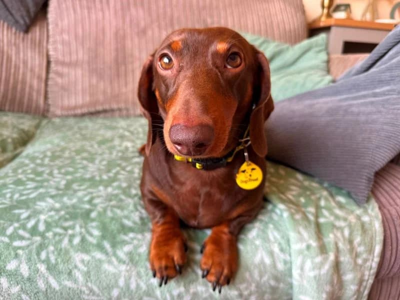 Walter, male 4yo mixed breed for adoption at Dogs Trust Bridgend, Mid Glamorgan