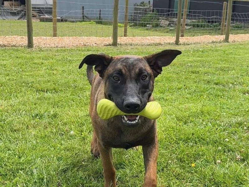 Monkey, female puppy Belgian Malinois for adoption at Dogs Trust Bridgend, Mid Glamorgan