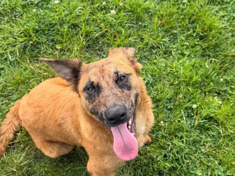 Fox, female puppy Belgian Malinois for adoption at Dogs Trust Bridgend, Mid Glamorgan