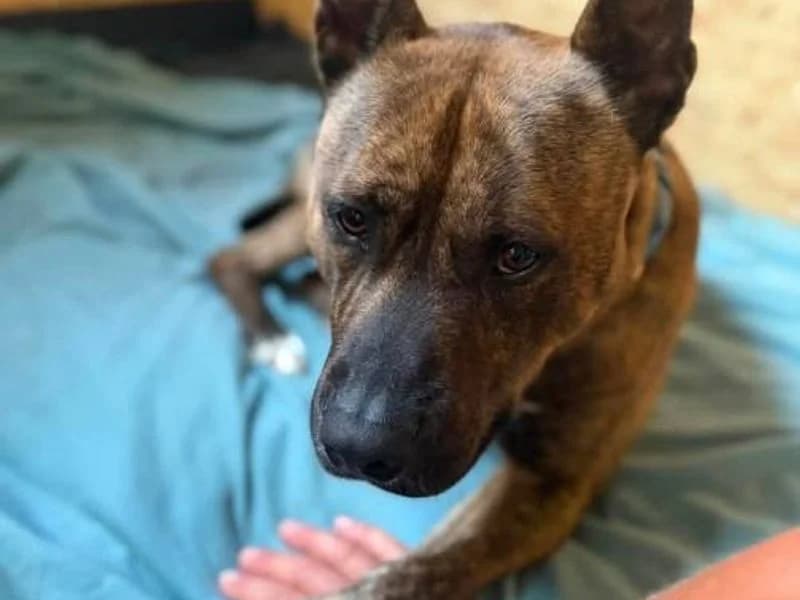 Maya, female 4yo Staffordshire Bull Terrier for adoption at Dogs Trust Bridgend, Mid Glamorgan