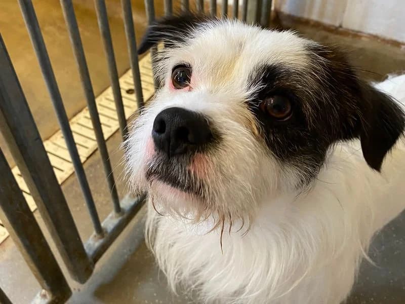 Rocco, male young Jack Russell Terrier for adoption at Dogs Trust Bridgend, Mid Glamorgan