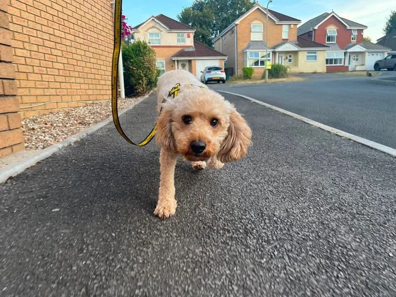 Opal, female 3yo Cavalier King Charles Spaniel for adoption at Dogs Trust Bridgend, Mid Glamorgan