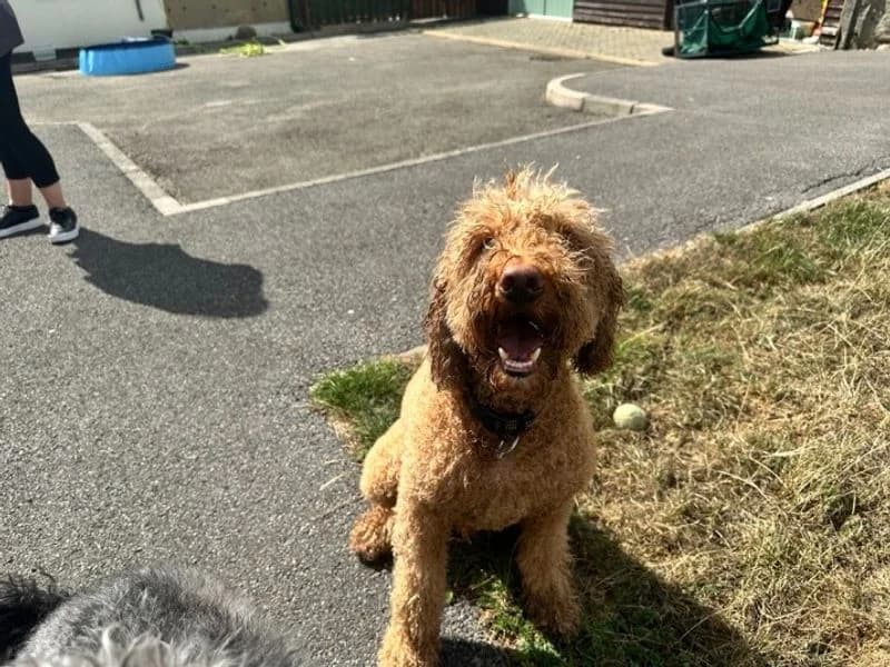 Clive, male 7yo Golden Retriever for adoption at Dogs Trust Bridgend, Mid Glamorgan