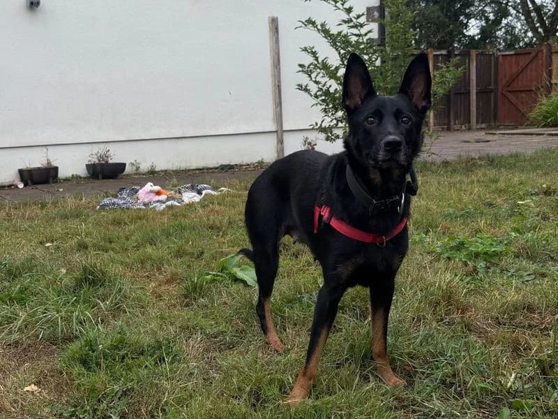 Coco, female 3yo mixed breed for adoption at Dogs Trust Bridgend, Mid Glamorgan