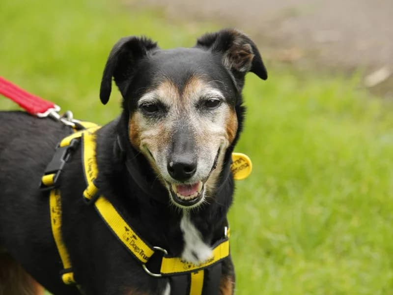 Izzy, female senior Border Collie for adoption at Dogs Trust Bridgend, Mid Glamorgan