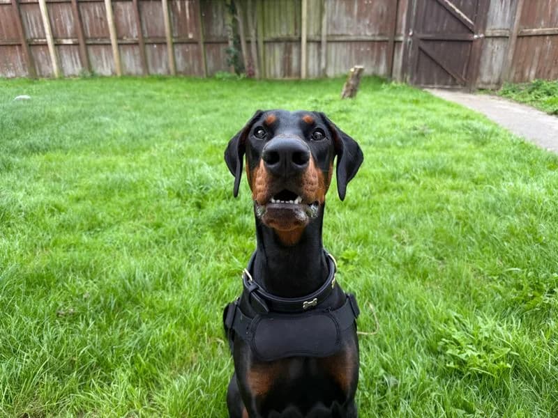 RAE, female puppy Doberman for adoption at Dogs Trust Bridgend, Mid Glamorgan