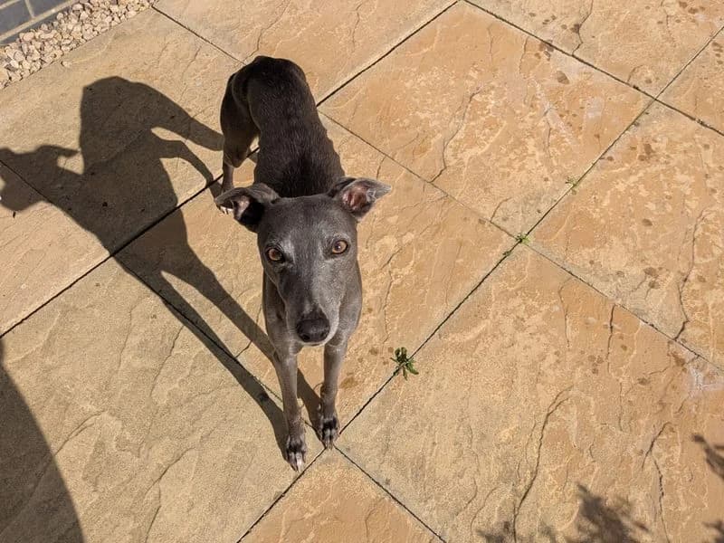Steve, male 5yo Whippet for adoption at Dogs Trust Bridgend, Mid Glamorgan