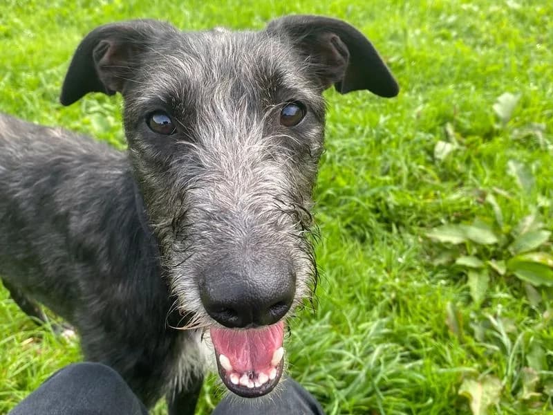 Saffy, female young Lurcher for adoption at Dogs Trust Bridgend, Mid Glamorgan