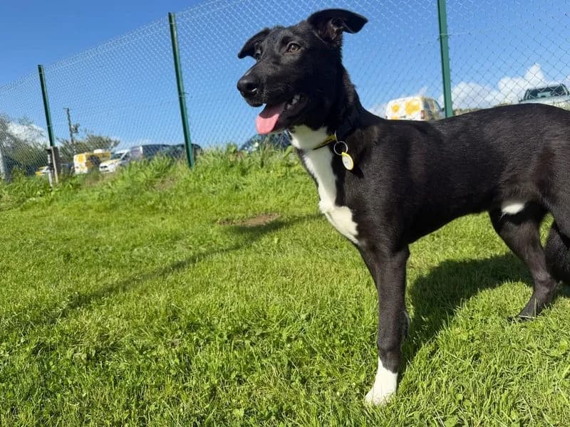 Larry, male puppy Border Collie for adoption at Dogs Trust Bridgend, Mid Glamorgan