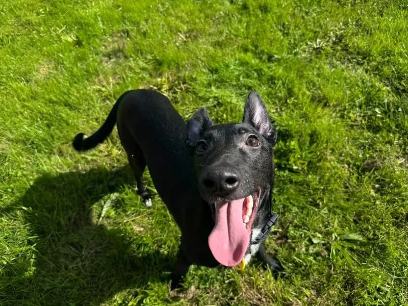 Larry, male puppy Border Collie for adoption at Dogs Trust Cardiff, Cardiff