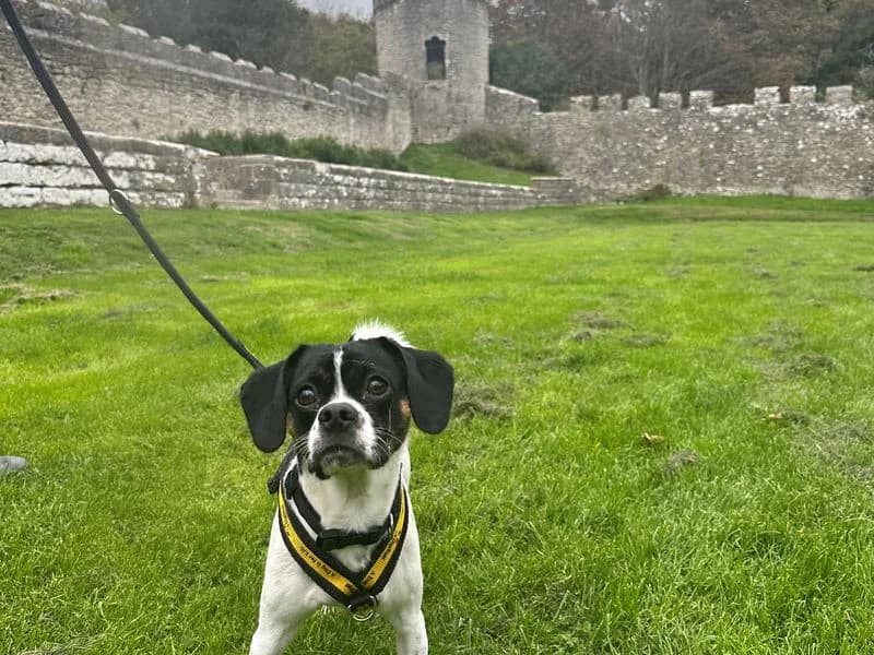 Kai, male puppy Cavalier King Charles Spaniel for adoption at Dogs Trust Bridgend, Mid Glamorgan