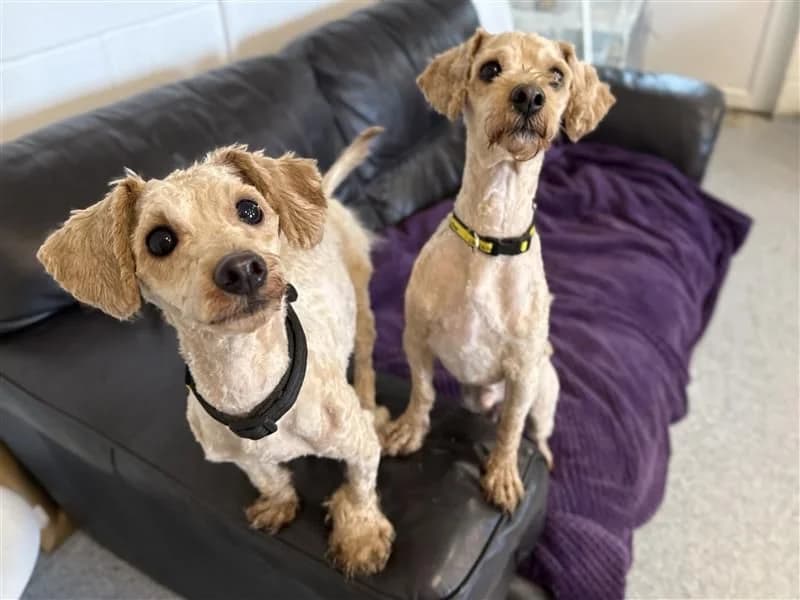Louie & Reggie, male young Poodle for adoption at Dogs Trust Bridgend, Mid Glamorgan