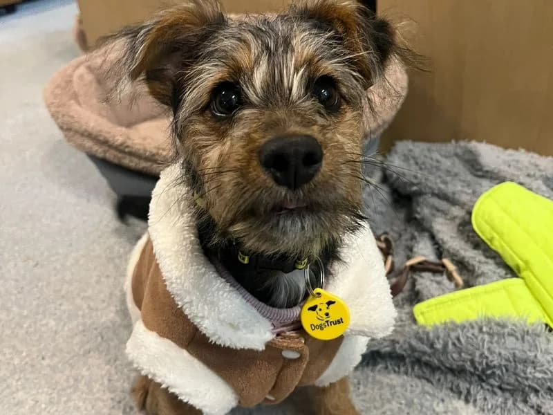 Winnie, female puppy Jack Russell Terrier for adoption at Dogs Trust Bridgend, Mid Glamorgan