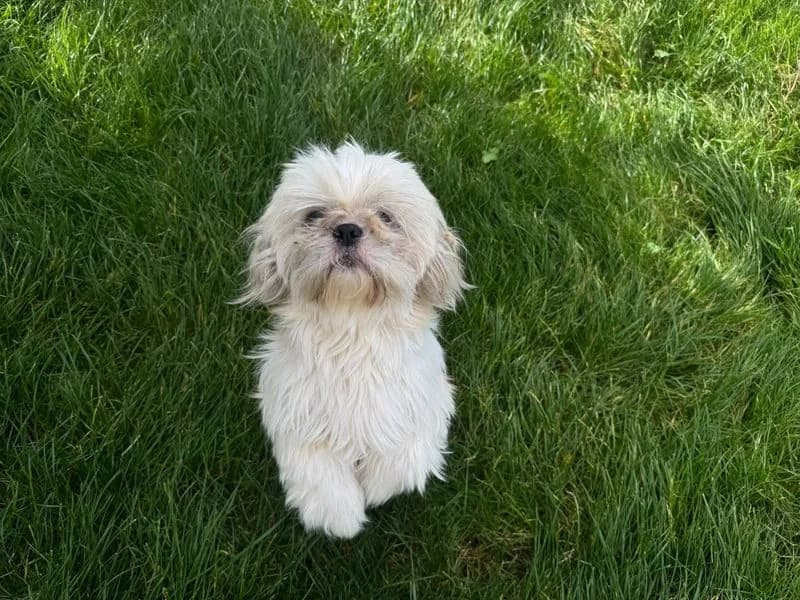 Darcy & Milo, female 3yo Shih Tzu for adoption at Dogs Trust Bridgend, Mid Glamorgan