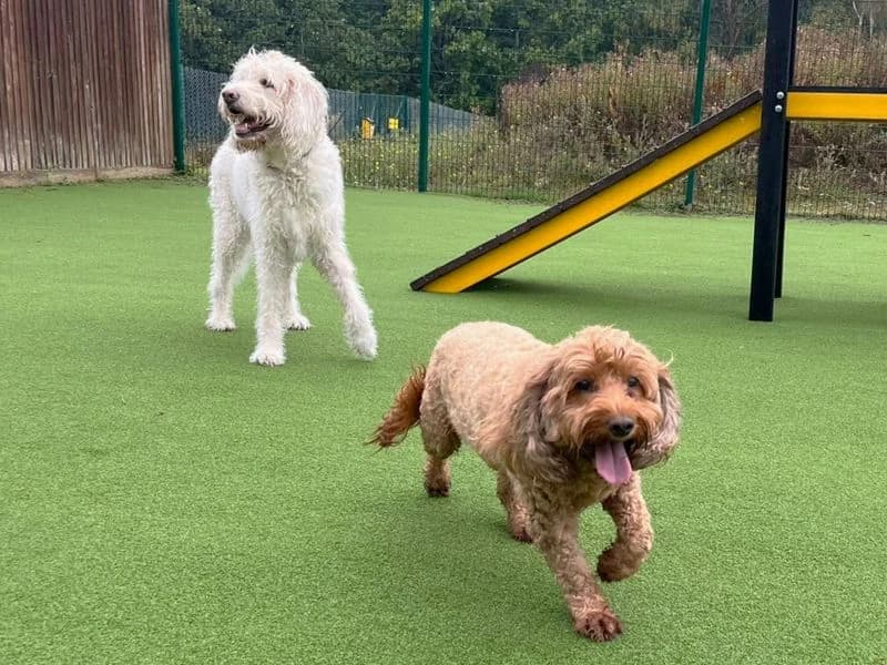 Poppy Doodle, female senior Cavalier King Charles Spaniel for adoption at Dogs Trust Canterbury, Chestfield