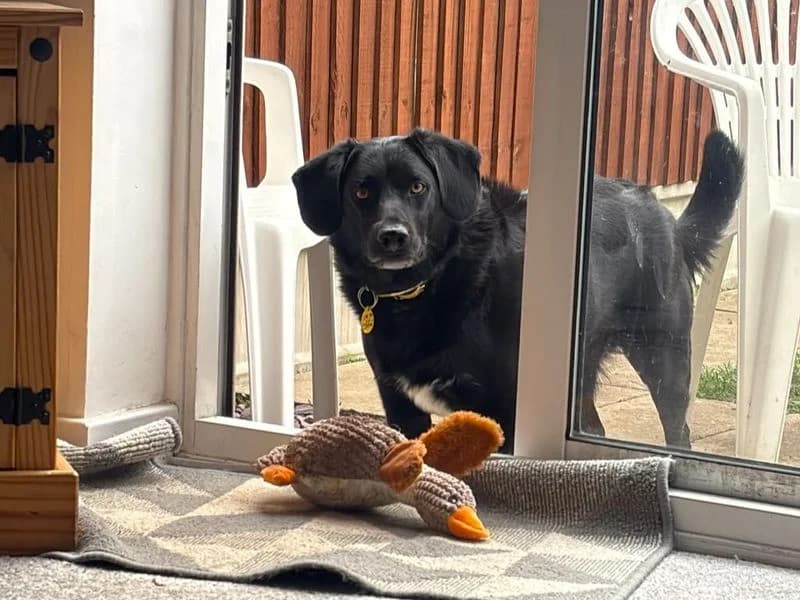 Geralt, male 3yo Border Collie for adoption at Dogs Trust Canterbury, Chestfield