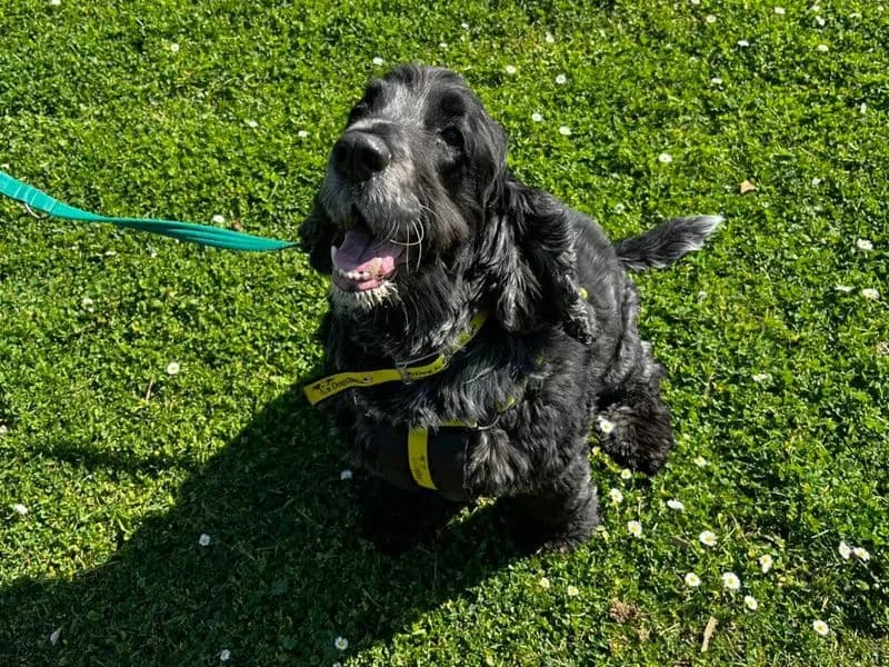 Rocky, male senior Cocker Spaniel for adoption at Dogs Trust Canterbury, Chestfield