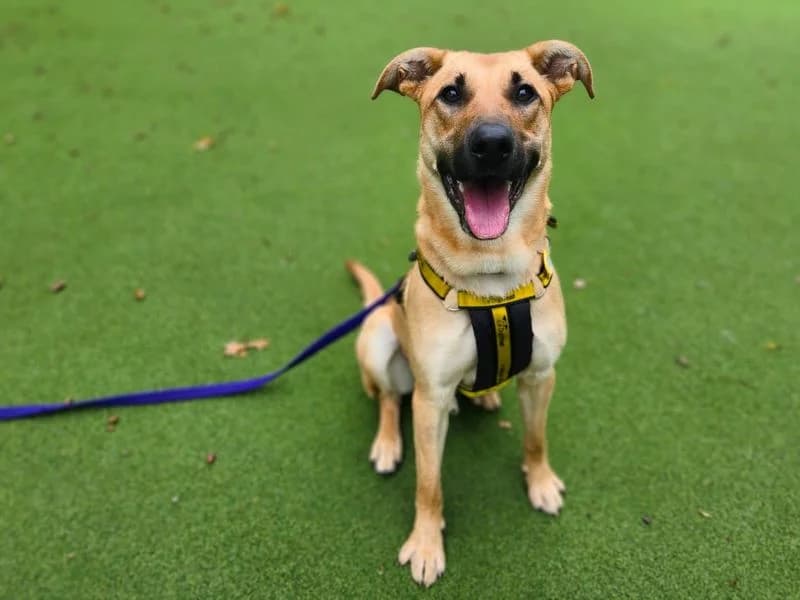 Tailor, male young mixed breed for adoption at Dogs Trust Canterbury, Chestfield
