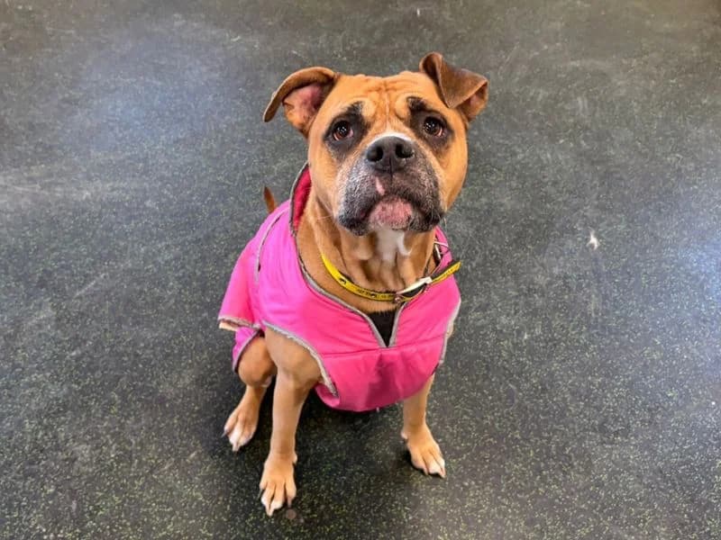 Mia, female 6yo mixed breed for adoption at Dogs Trust Canterbury, Chestfield